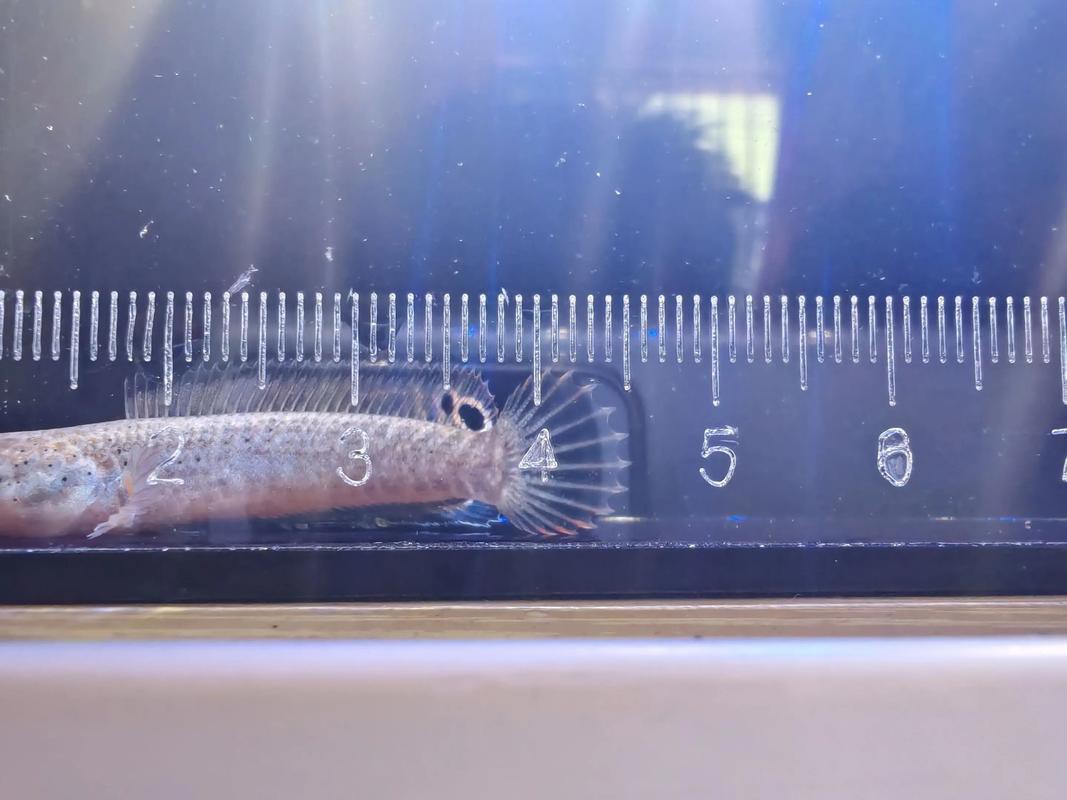 酒紅雷龍魚圖片大全