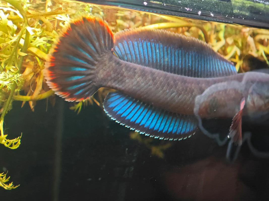 酒紅雷龍魚圖片大全