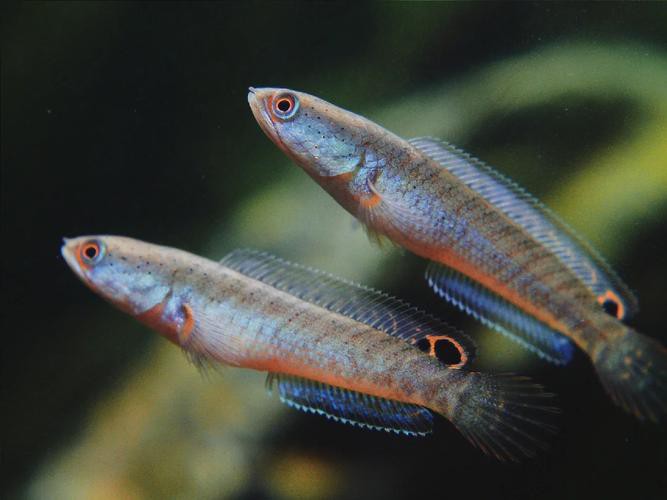 酒紅雷龍魚圖片大全