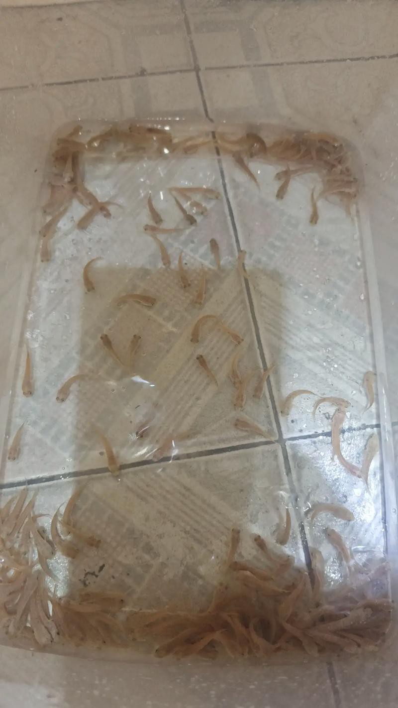 酒紅雷龍魚圖片大全