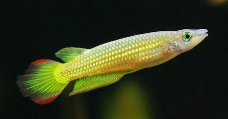 印尼金龍魚多少錢一條：印度金龍魚的繁殖過程