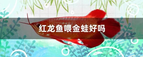 紅龍魚內寄生蟲怎么辦