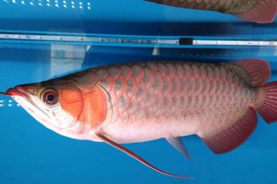 紅龍魚內寄生蟲怎么辦