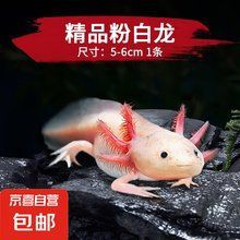 六角蠑螈一只多少元