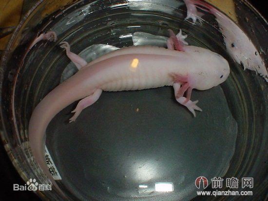 六角蠑螈一只多少元