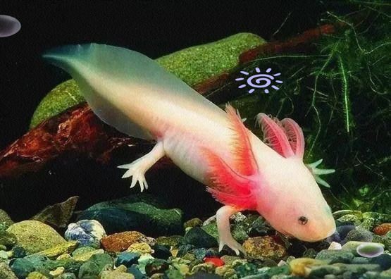 六角蠑螈一只多少元