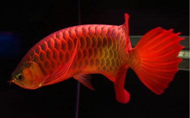 紅龍魚和虎魚混養用什么背景圖好看：紅龍魚和虎魚混養用什么背景圖好看紅龍魚和虎魚混養用什么好看