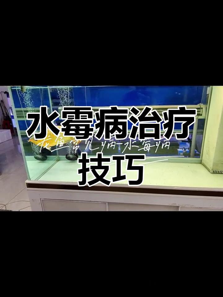 龍魚水霉病中期如何治療？