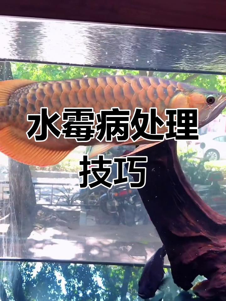 龍魚水霉病中期如何治療？