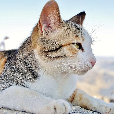 金魚受傷破皮會自愈嗎