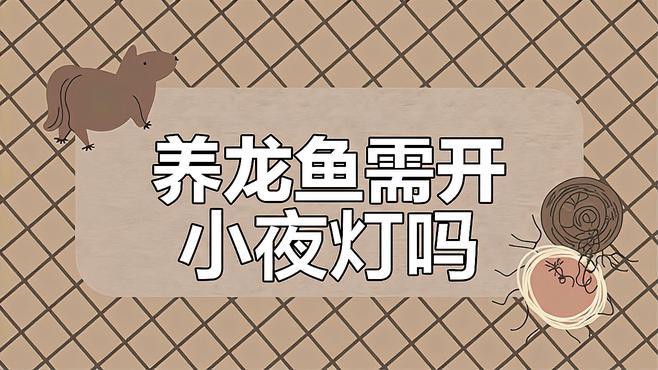 如何判斷龍魚是否需要調整燈光？