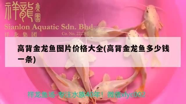 高背金龍魚價格排名：高背金龍魚價格一般在1500-2000元左右