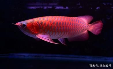 紅龍魚拍賣價格記錄：紅龍魚拍賣價格走勢
