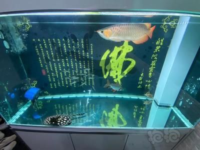 龍魚虎魚配什么魚好：龍魚虎魚混養(yǎng)的注意事項