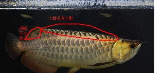 龍魚珠鱗亮不亮怎么看圖解：判斷龍魚珠鱗是否亮的時候有幾個關鍵因素需要考慮