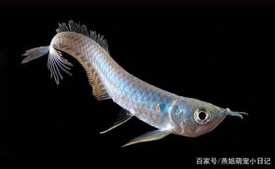 龍魚寄生蟲圖片大全（關于龍魚寄生蟲的基本認識）