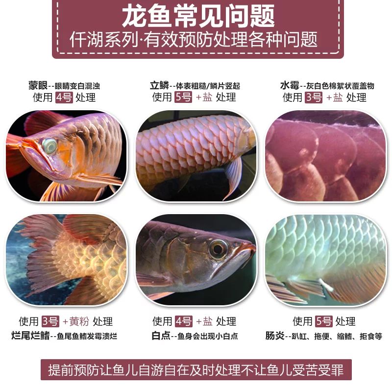 龍魚掉鱗片用什么藥：龍魚掉鱗片用什么藥治療
