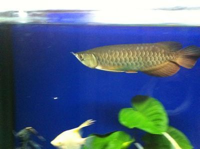 金龍魚25厘米是幾歲的：金龍魚在幼年階段的成長速度和體型大小受到多種因素影響