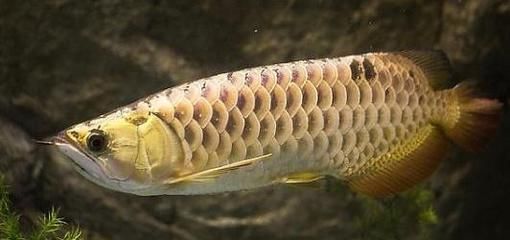 金龍魚25厘米是幾歲的：金龍魚在幼年階段的成長速度和體型大小受到多種因素影響
