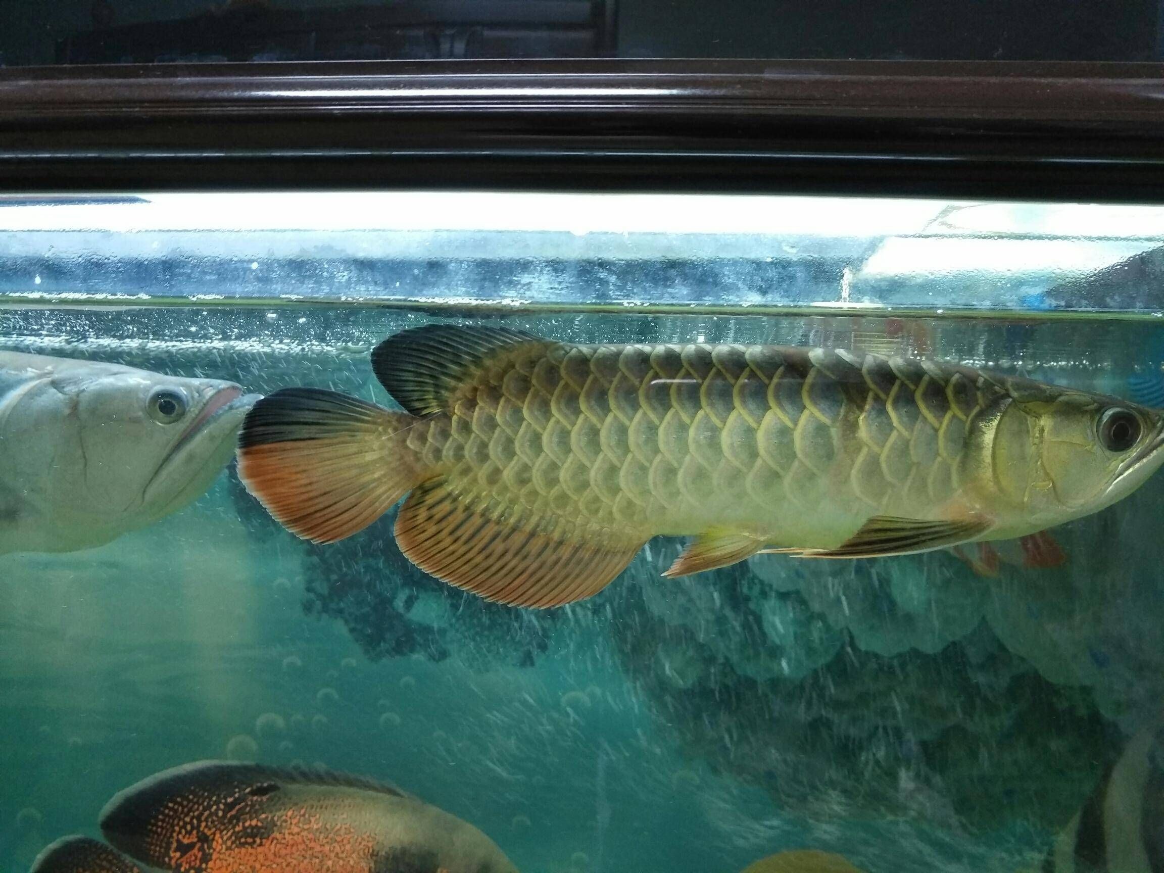 金龍魚25厘米是幾歲的：金龍魚在幼年階段的成長速度和體型大小受到多種因素影響