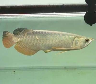 金龍魚25厘米是幾歲的：金龍魚在幼年階段的成長速度和體型大小受到多種因素影響