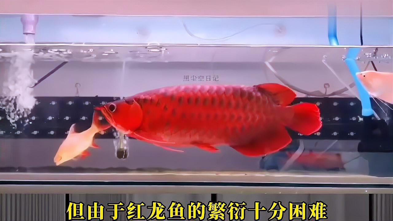 紅龍魚市場有哪些政策影響？