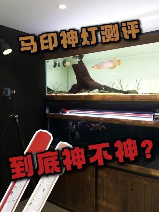 藍帆眼斑需要什么燈