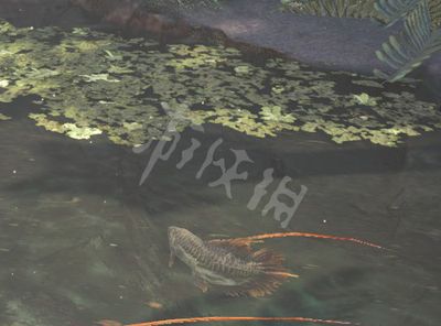 龍魚掉了一塊鱗片怎么辦：龍魚掉了一塊鱗片怎么辦，