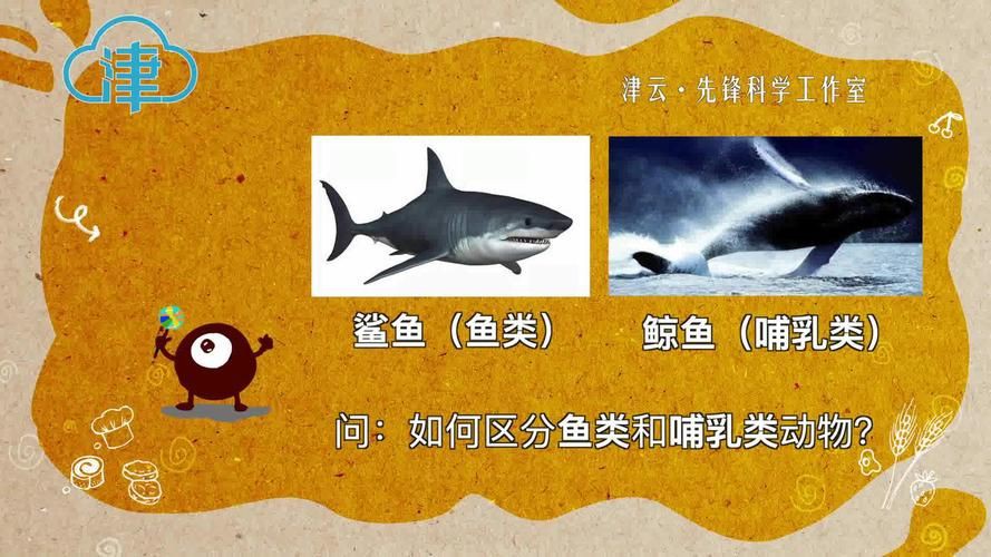 鯨魚和鯊魚海豚區別圖