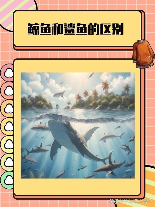 鯨魚和鯊魚海豚區(qū)別圖