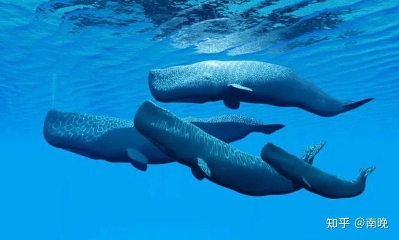 鯨魚和鯊魚海豚區別圖