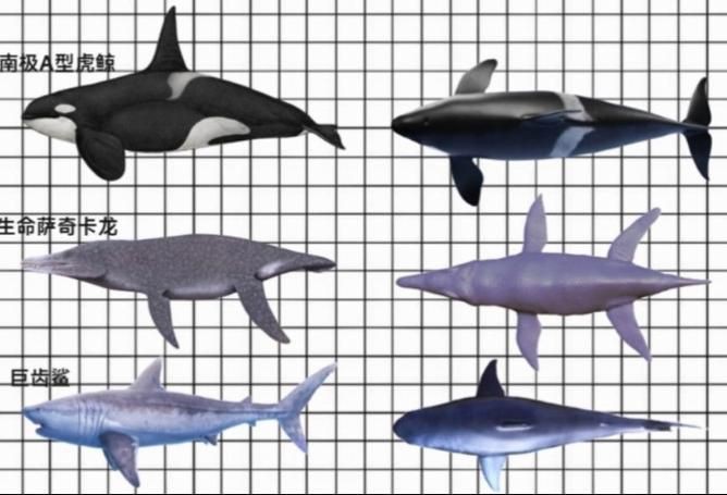 鯨魚和鯊魚海豚區別圖