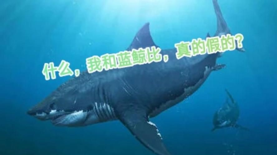 鯨魚和鯊魚海豚區別圖