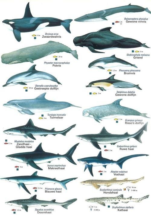 鯨魚和鯊魚海豚區(qū)別圖