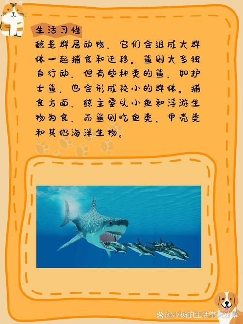 鯨魚和鯊魚海豚區別圖