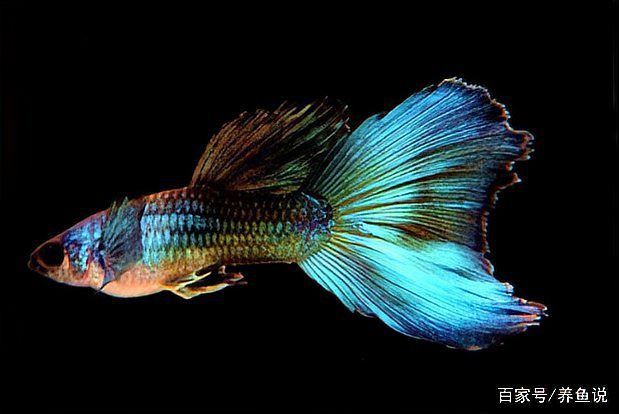 米奇魚好養還是孔雀魚好養