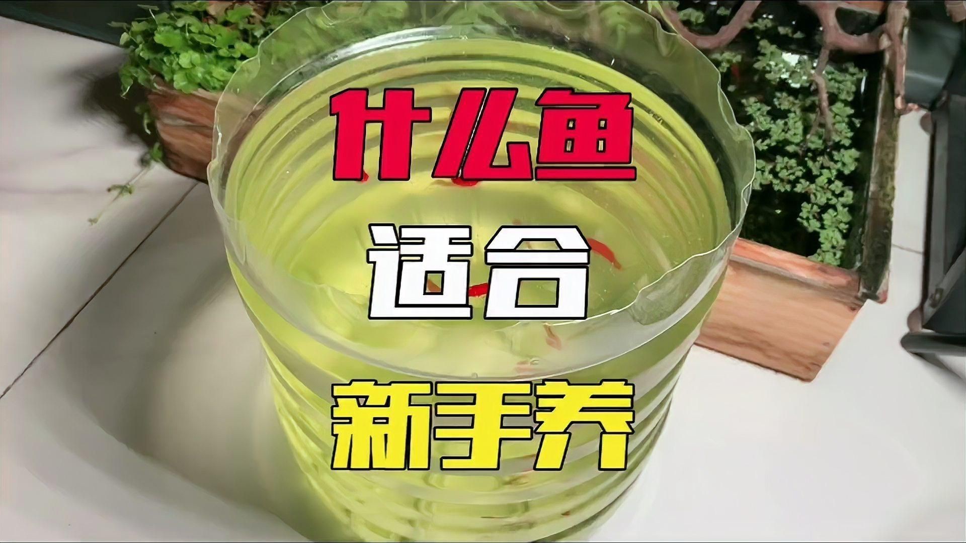 米奇魚好養(yǎng)還是孔雀魚好養(yǎng)