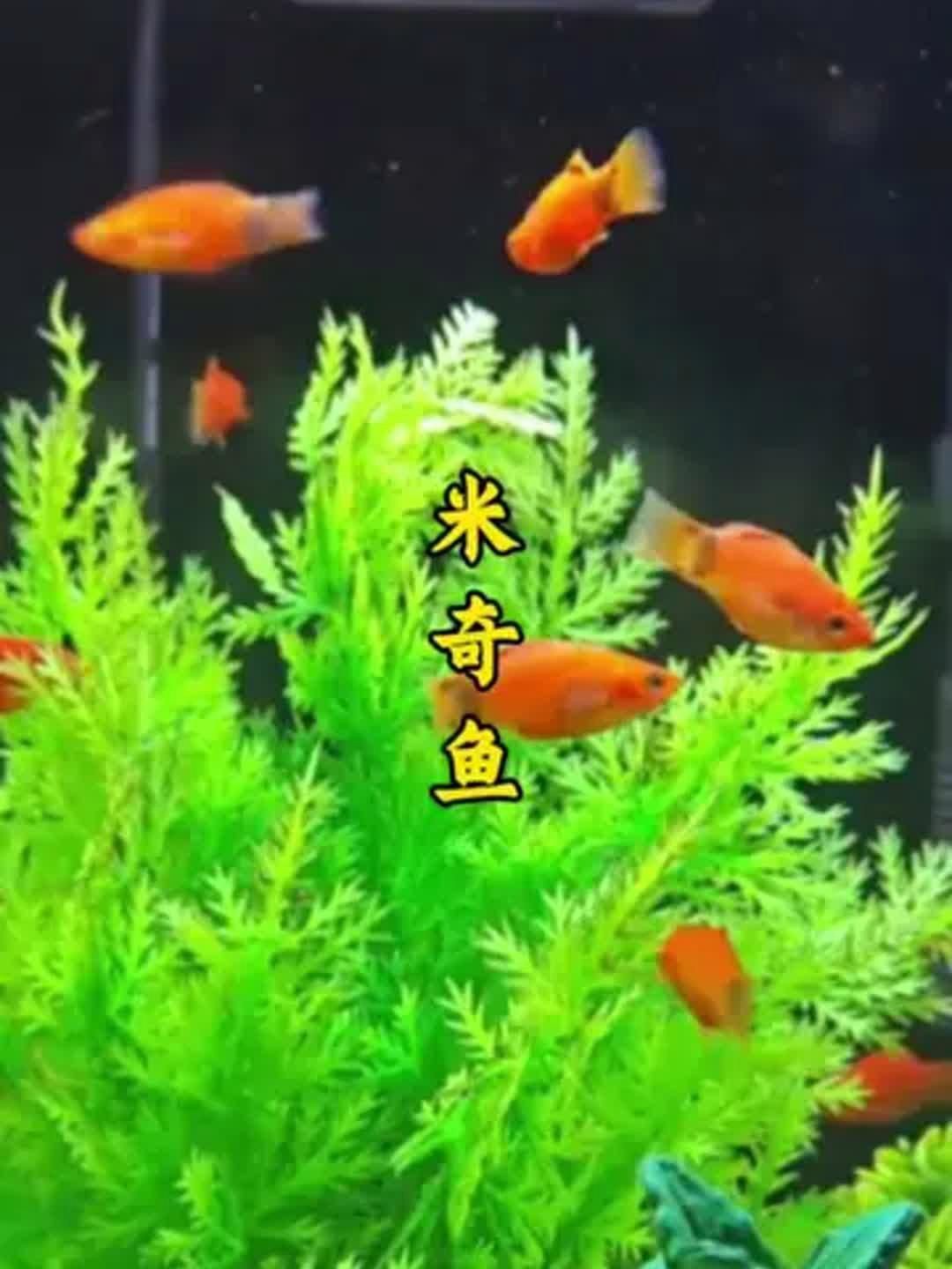 米奇魚好養(yǎng)還是孔雀魚好養(yǎng)