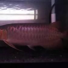 一條龍魚大概要多少錢人民幣：一條龍魚大概要多少錢人民幣一條龍魚價格概覽