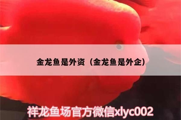 金龍魚合資（金龍魚合資企業(yè)股權(quán)結(jié)構(gòu)詳解）