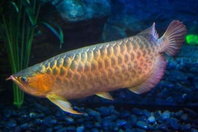 金龍魚與紅龍魚能交配嗎：金龍魚與紅龍魚在科學上是可以交配的，但不意味著它們會自然地繁殖