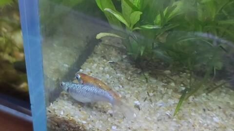 金龍魚與紅龍魚能交配嗎：金龍魚與紅龍魚在科學上是可以交配的，但不意味著它們會自然地繁殖
