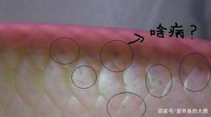 龍魚怎么預(yù)防內(nèi)寄（如何預(yù)防龍魚內(nèi)寄）