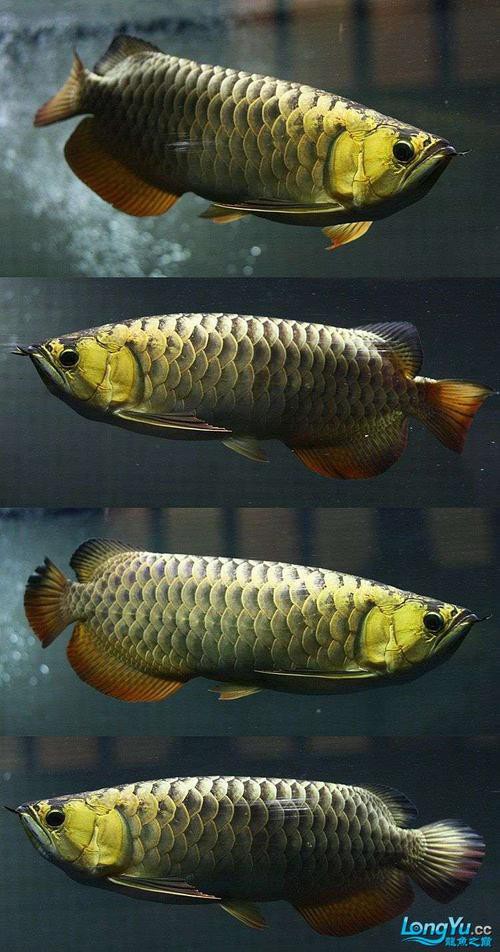 巨大金龍魚圖片
