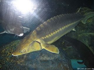三角龍魚吃什么為主：三角龍魚吃什么為主， 三角龍魚吃什么為主：三角龍魚吃什么為主， 龍魚百科 第2張