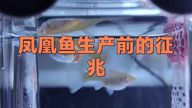 如何判斷龍鳳魚是否進入繁殖期？
