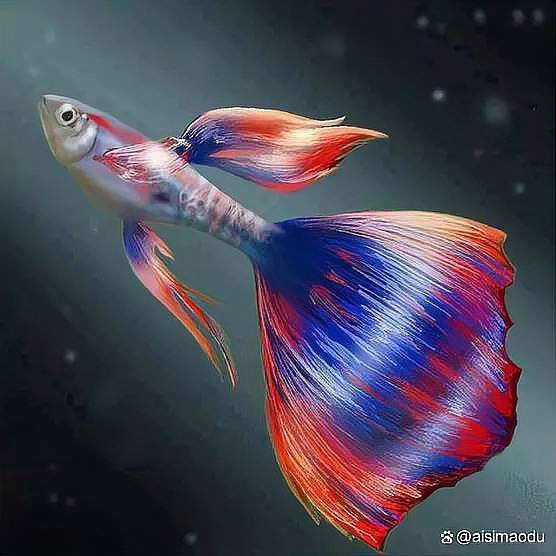 如何判斷龍鳳魚是否進入繁殖期？