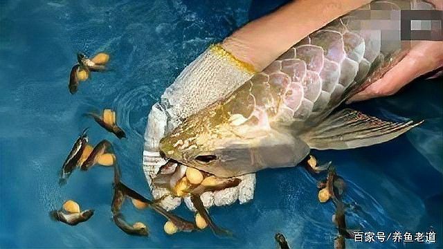 如何判斷龍鳳魚是否進入繁殖期？