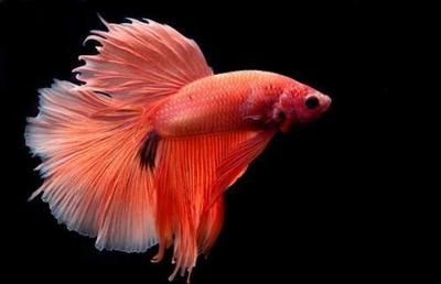 龍魚養幾條好旺財:養幾條龍魚被認為是旺財的好方法 龍魚百科 第4張 龍魚養幾條好旺財:養幾條龍魚被認為是旺財的好方法 龍魚養幾條好旺財:養幾條龍魚被認為是旺財的好方法 龍魚百科 第4張