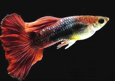 龍魚養幾條好旺財:養幾條龍魚被認為是旺財的好方法 龍魚百科 第1張 龍魚養幾條好旺財:養幾條龍魚被認為是旺財的好方法 龍魚養幾條好旺財:養幾條龍魚被認為是旺財的好方法 龍魚百科 第1張